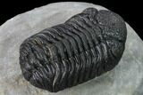 Nice, Austerops Trilobite - Visible Eye Facets #171530-4